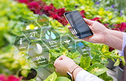 Agriculture sous serre